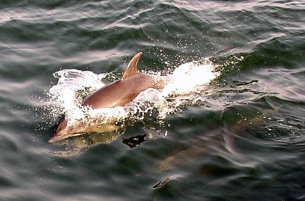 Delfínie dvojičky - 2.pokus :-)