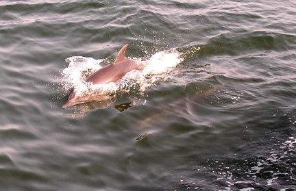 Delfínie dvojičky